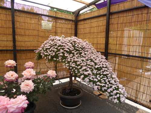 f:id:poolame:20190519160438j:plain f:id:poolame:20190519160438j:plain