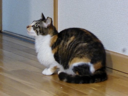 f:id:poolame:20190522160920j:plain