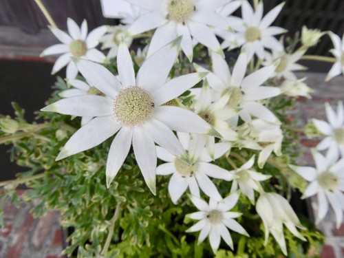 f:id:poolame:20190604215222j:plain
