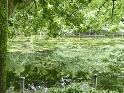 f:id:poolame:20190708172106j:plain f:id:poolame:20190708172106j:plain