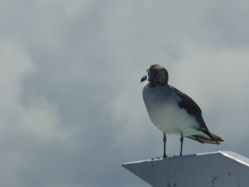 f:id:poolame:20190829133906j:plain f:id:poolame:20190829133906j:plain