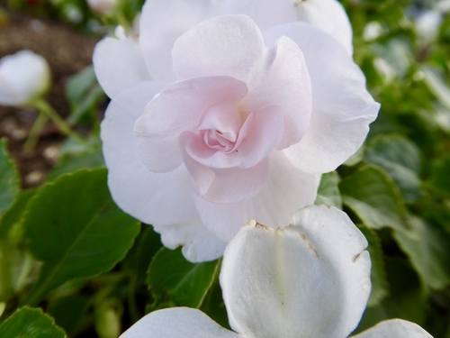 f:id:poolame:20191009162243j:plain f:id:poolame:20191009162243j:plain