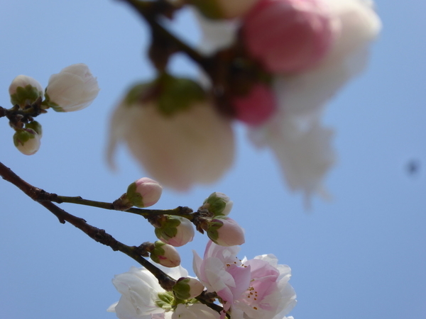 f:id:poolame:20200326161255j:plain