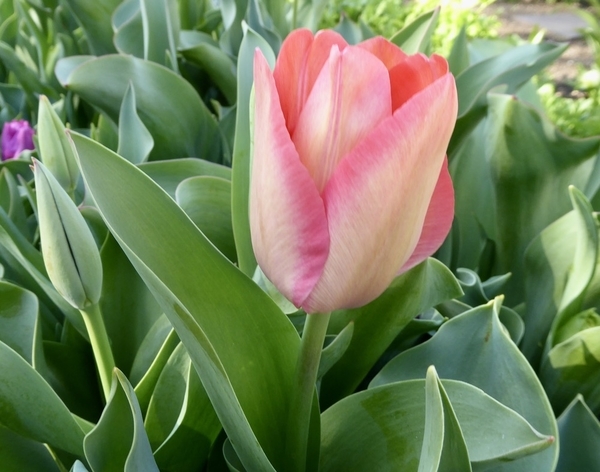 f:id:poolame:20200326161508j:plain