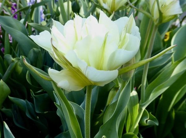 f:id:poolame:20200326161514j:plain