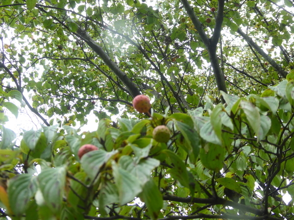 f:id:poolame:20200924163637j:plain