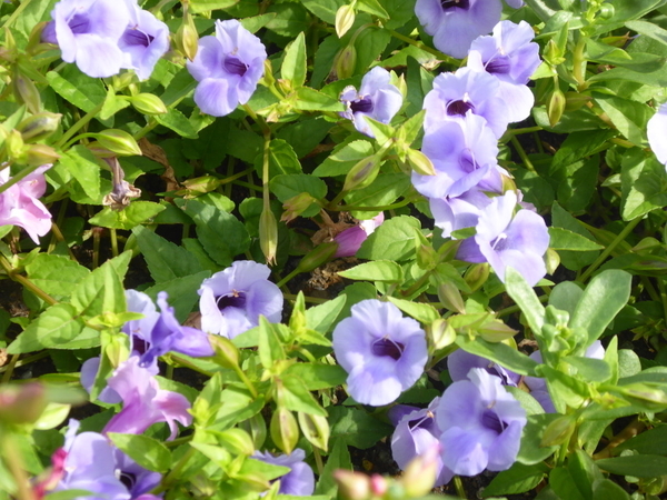 f:id:poolame:20201003113647j:plain