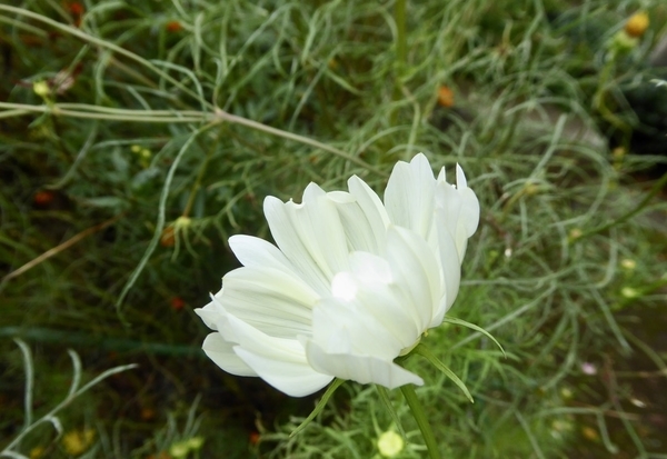 f:id:poolame:20201014134733j:plain