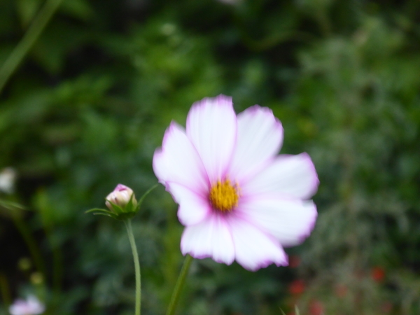f:id:poolame:20201027171016j:plain