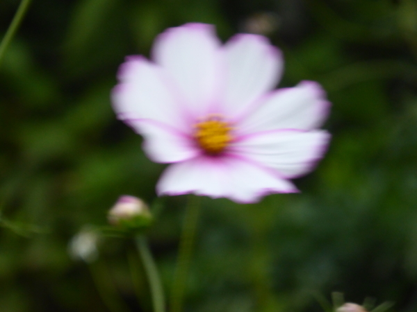 f:id:poolame:20201027171035j:plain