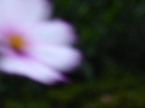 f:id:poolame:20201027171127j:plain
