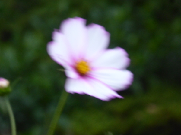 f:id:poolame:20201027171143j:plain