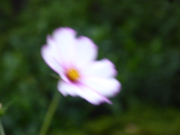 f:id:poolame:20201027171220j:plain