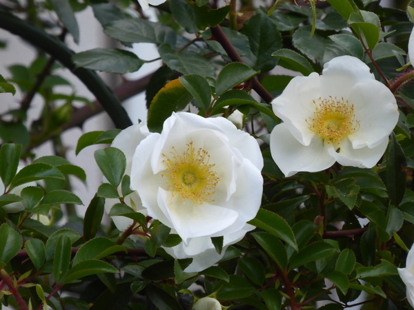 f:id:poolame:20201110143144j:plain