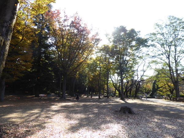 f:id:poolame:20201111144155j:plain