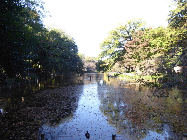 f:id:poolame:20201111144239j:plain