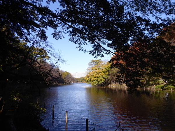 f:id:poolame:20201111144255j:plain