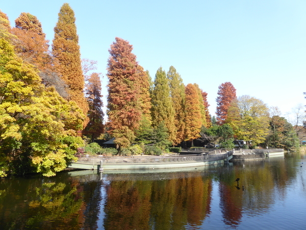 f:id:poolame:20201118074413j:plain