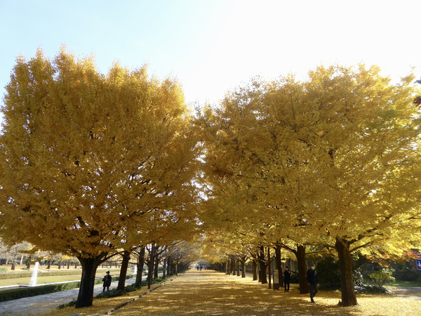 f:id:poolame:20201120113241j:plain