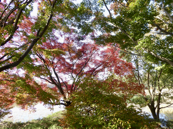 f:id:poolame:20201120113700j:plain