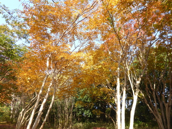 f:id:poolame:20201120113734j:plain