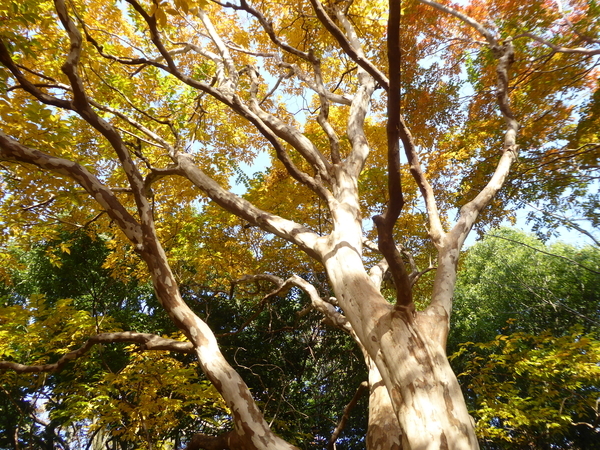 f:id:poolame:20201120113849j:plain