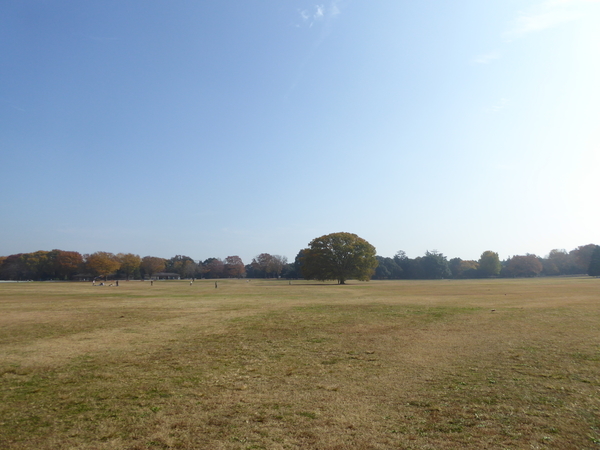 f:id:poolame:20201120114608j:plain