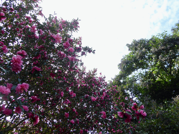 f:id:poolame:20201120114717j:plain