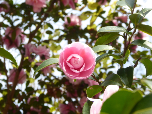 f:id:poolame:20201120115152j:plain