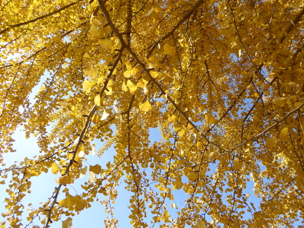 f:id:poolame:20201120115602j:plain