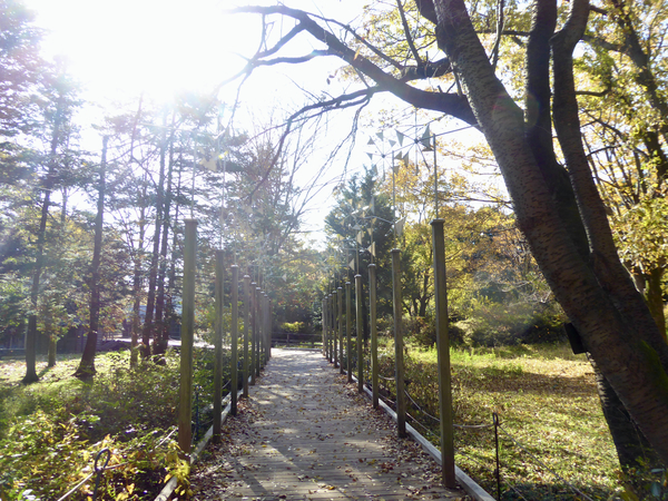f:id:poolame:20201120120140j:plain