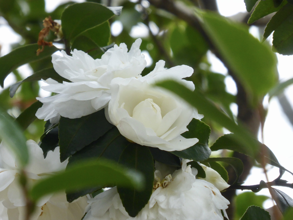 f:id:poolame:20201129141833j:plain