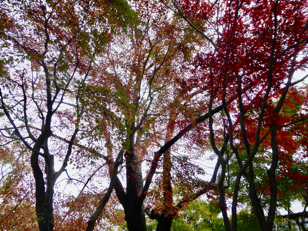 f:id:poolame:20201130071724j:plain