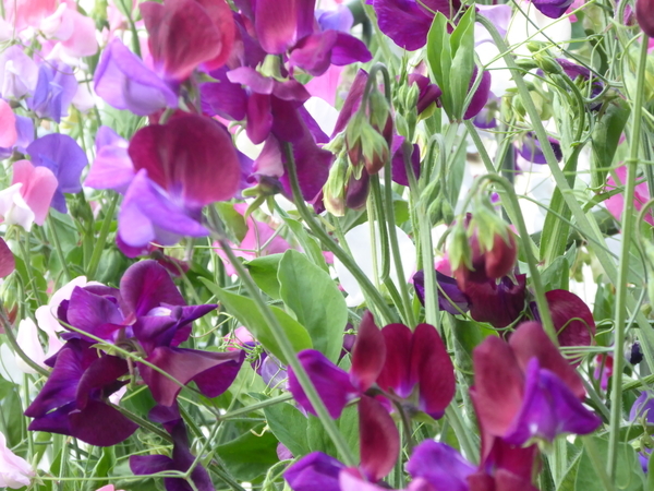 f:id:poolame:20210515202539j:plain