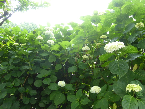f:id:poolame:20210522104445j:plain