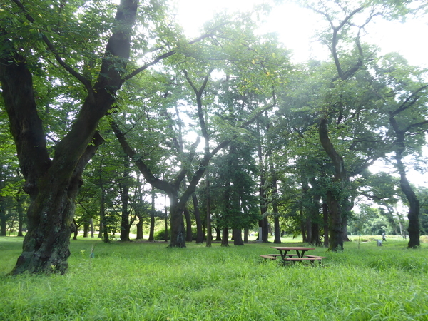 f:id:poolame:20210804112916j:plain
