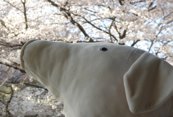 f:id:poolame:20220401171516j:plain