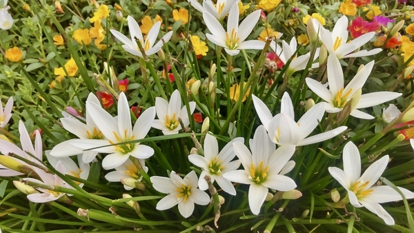 白いタマスダレがたくさん咲いている花壇