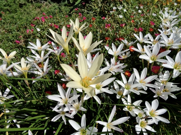 花壇でタマスダレがたくさん咲いている