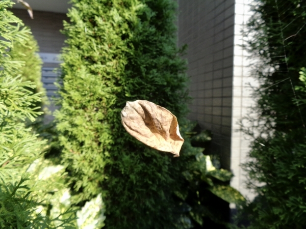 蜘蛛の巣に落ち葉がひっかかっていて、宙に浮いているように見える