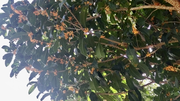 金木犀のオレンジの花がたくさん咲いている木の下