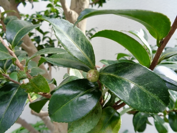 山茶花の木につぼみがついている