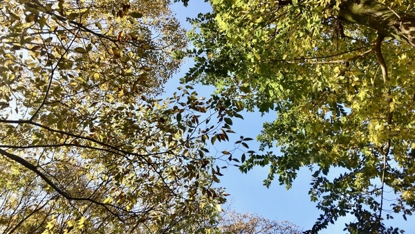 青空の下で、いろんな木の葉が色づいている