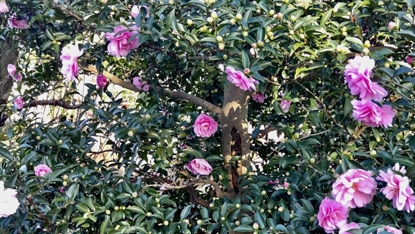 ピンクの山茶花