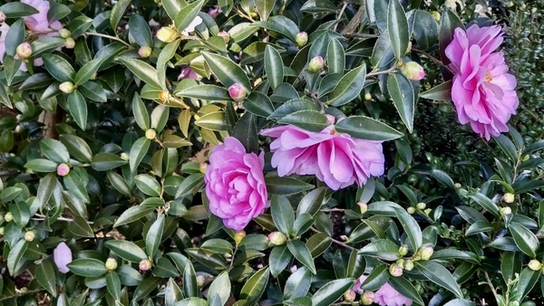 ピンクの山茶花