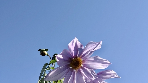 青空を背にした皇帝ダリア
