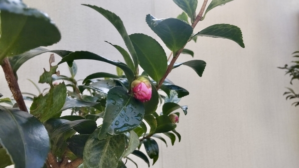 山茶花の木に濃いピンクのつぼみがついている