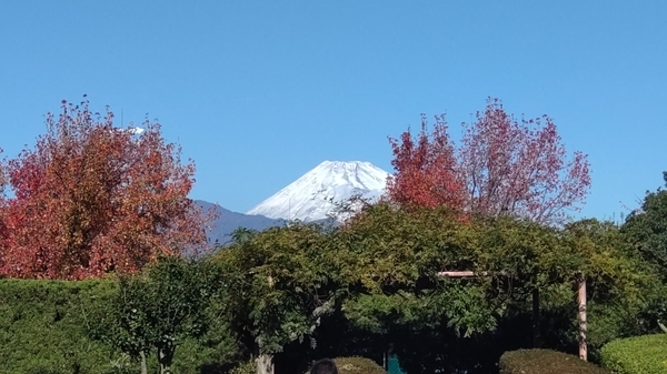 手前に木々や山があって、その向こうに冠雪した富士山の頂上が見える