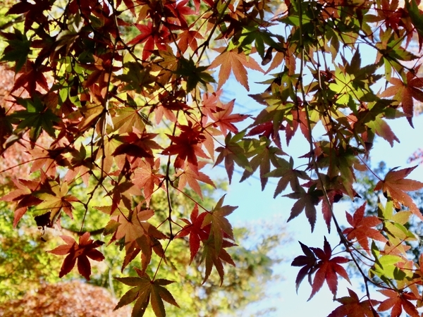 赤や黄色に移っている紅葉の葉