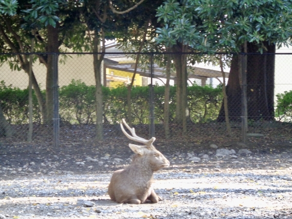三嶋大社の鹿